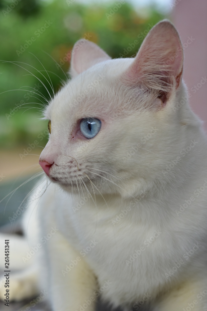 White cat with two eyes, called 