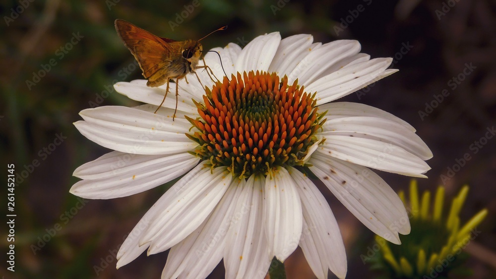 Fototapeta premium Moth flower