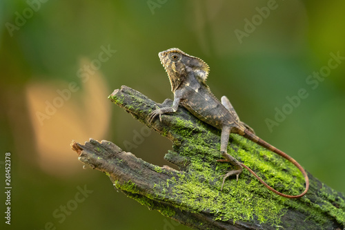 Smooth helmeted iguana sometimes also known as helmeted iguana, helmeted basilisk, elegant helmeted lizard,  (Corytophanes cristatus) is a species of New World lizard in the family Corytophanidae
