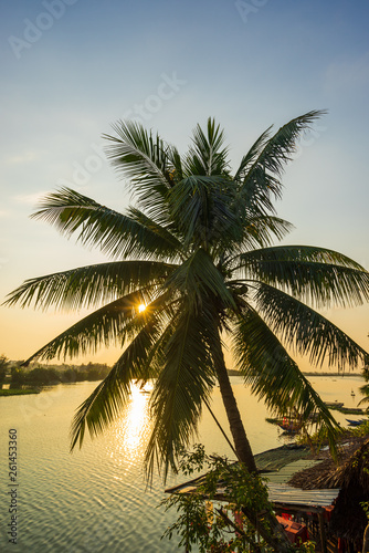 Coconut tree at the resort © Netfalls