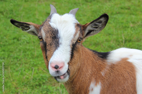 Hausziege / Domestic Goat / Capra aegagrus hircus photo