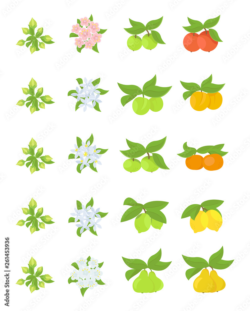 Fruits growth stages. Apple, peach and lemon mandarin pear phases