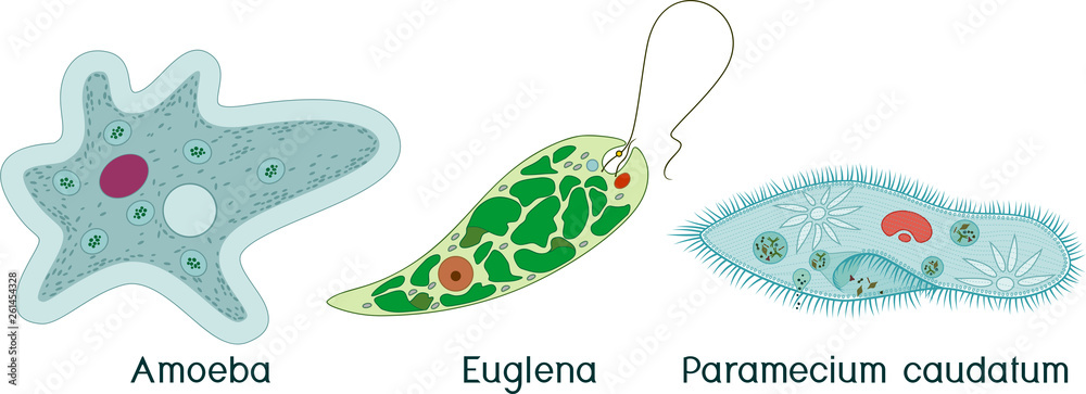 Set of unicellular organisms (protozoa): Paramecium caudatum, Amoeba proteus and Euglena viridis
