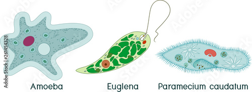 Set of unicellular organisms (protozoa): Paramecium caudatum, Amoeba proteus and Euglena viridis photo