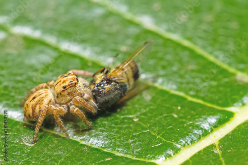 Fototapeta Naklejka Na Ścianę i Meble -  Macro of spider eating an insect  on green leaf