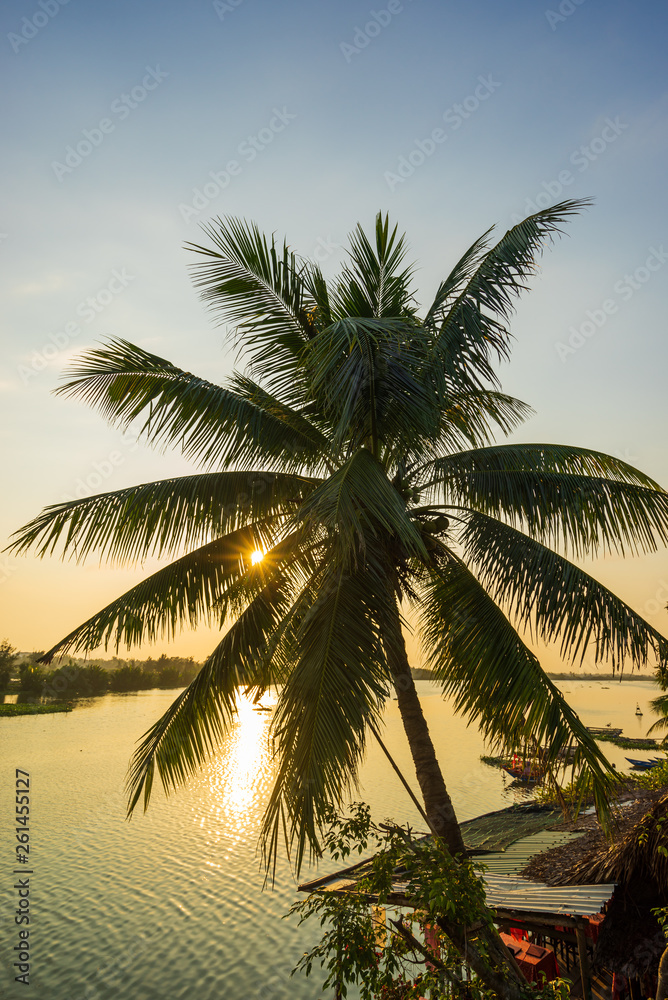 Coconut tree at the resort