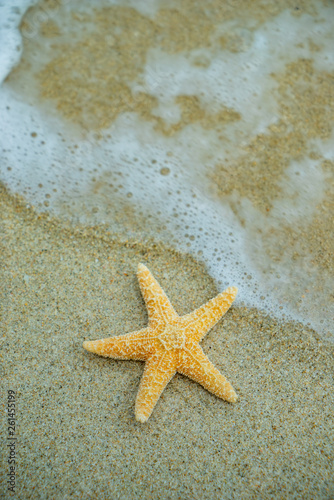 Starfish at the beach