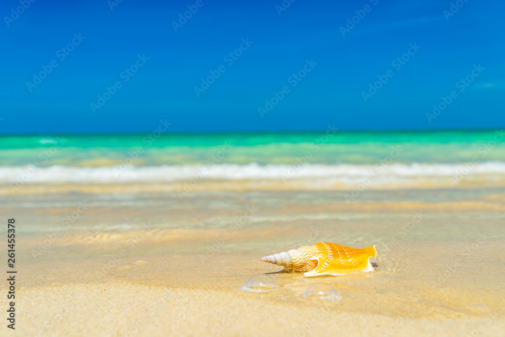 Seashell at the beach