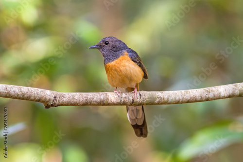 Beautiful female bird White Rumped Shama or Copsychus Malabaricus on branch in Doi inthanon Chiangmai. Thailand