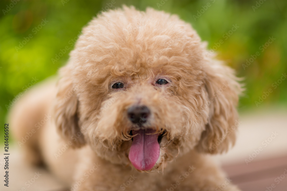 Lovely dog poodle