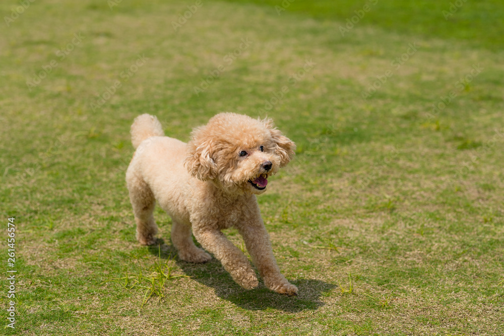 Dog poodle run in the park