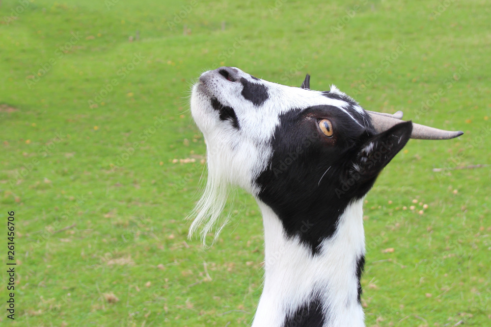 Hausziege / Domestic Goat / Capra aegagrus hircus Hausziege / Domestic Goat / Capra aegagrus hircus