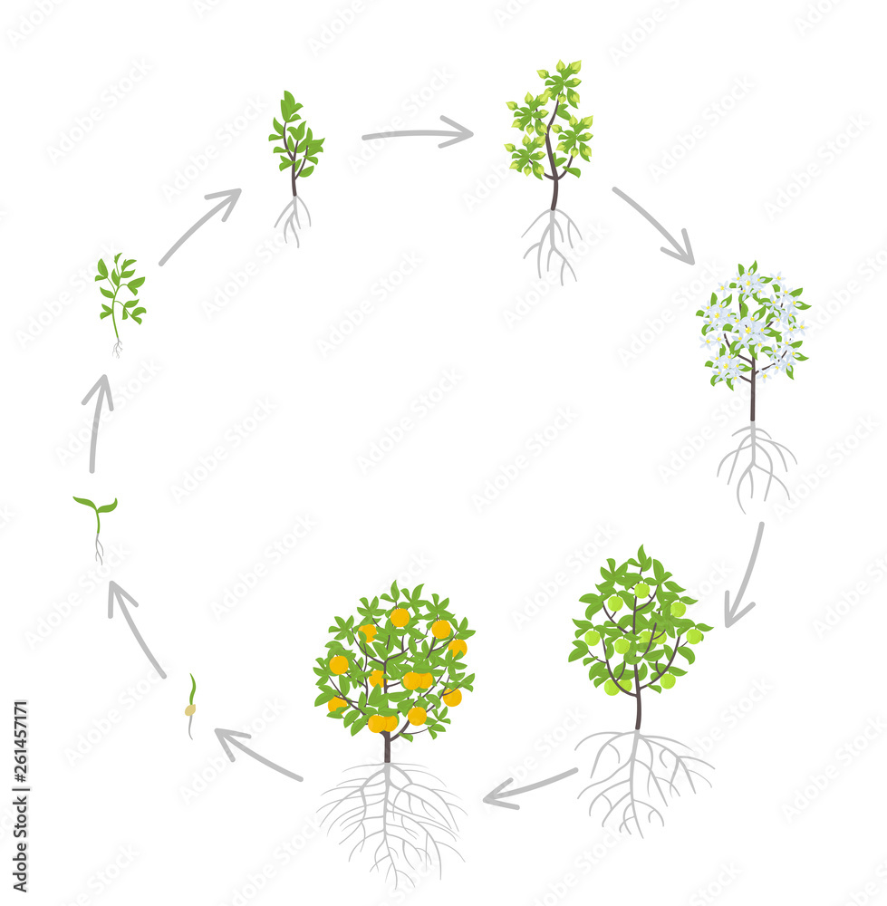 Sweet oranges tree growth stages. Vector illustration. Ripening period