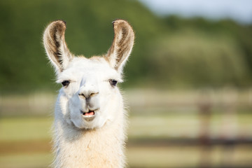 Sierkussen Lama Nieuwsgierige lama in natuurlijke omgeving  © Ines Hasenau