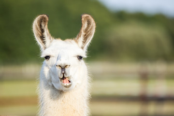 Sierkussen Lama Vrolijke witte alpaca kauwt nieuwsgierig  © Ines Hasenau