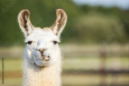 süßes weißes Lama Portrait kaut und schmatzt und zeigt seine Zähne, Tierisch schmatzend und niedlich