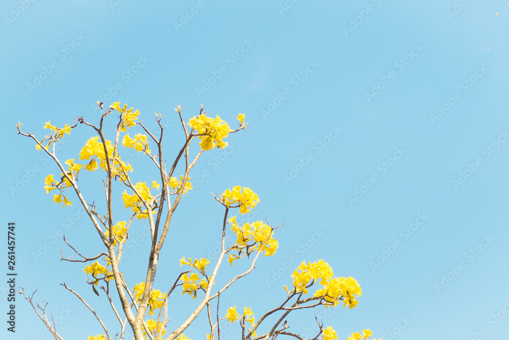 Spring background with beautiful yellow flowers against clear blue sky of summer life begin concept idea Spring background with beautiful yellow flowers against clear blue sky of summer life begin concept idea