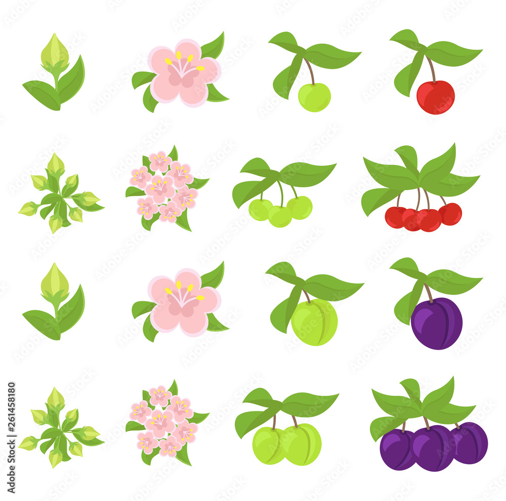 Fruits growth stages. Cherries and Plum Damsons phases. Vector