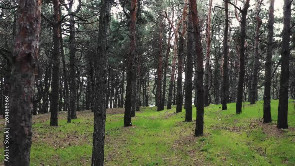 Movement in the forest along the tree. Green grass. Movement in the forest along the tree. Green grass.