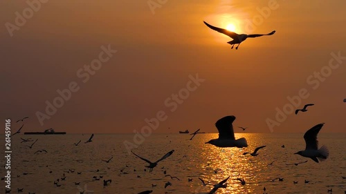 Slow motion of flock of Seagull bird flying over the sea in the coast with sunlight at sunset time