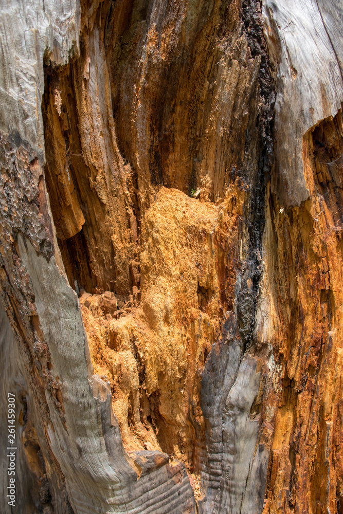 Lightning Strike Tree