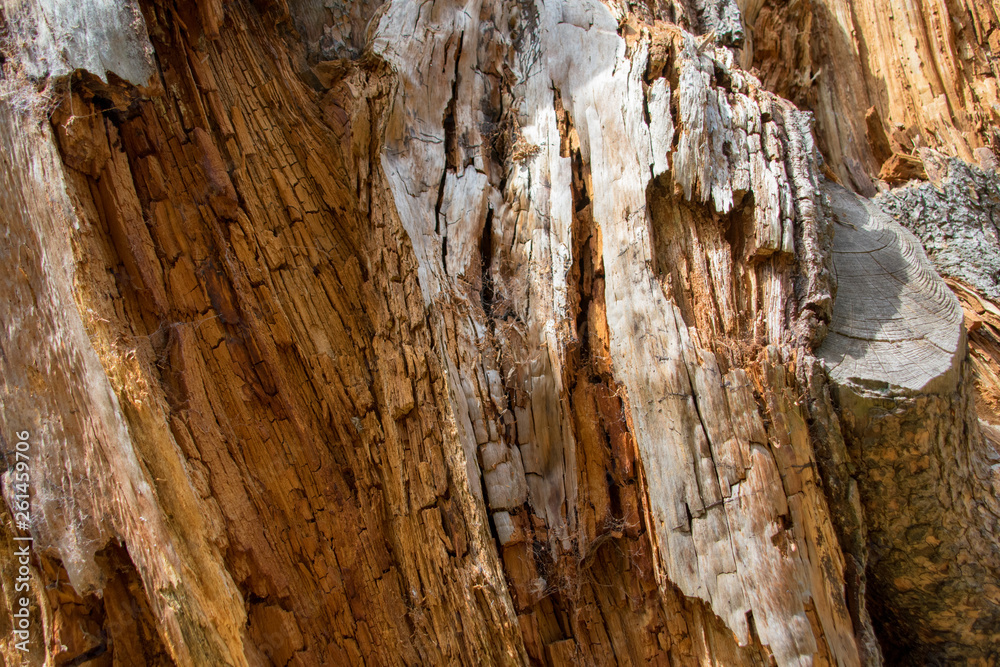 Lightning Strike Tree