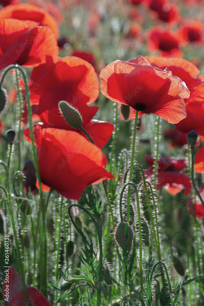 Obraz premium poppy field blossoming in summer. beautiful nature background. remembrance day concept