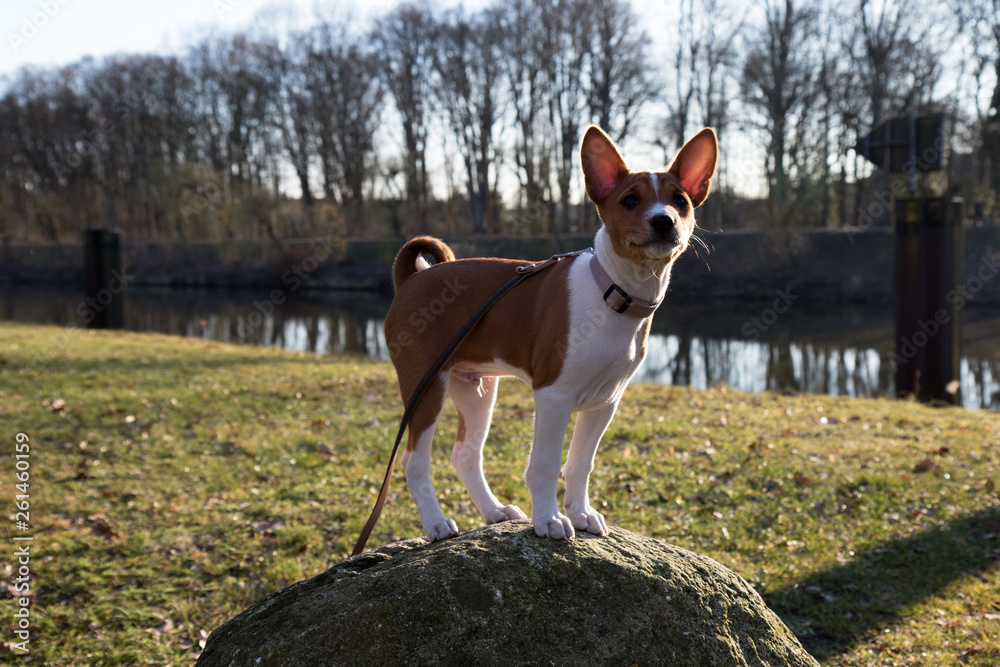 seitenansicht eines zweifarbigen basenji welpen auf einem stein stehend in meppen emsland deutschland fotografiert während eines spaziergangs in der natur an einem sonnigen tag