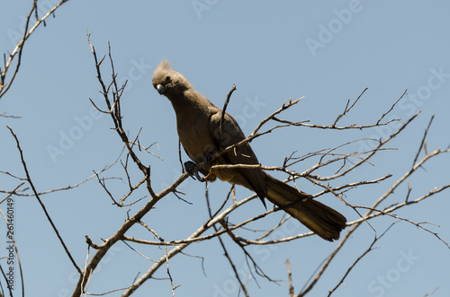 Touraco concolore,.Corythaixoides concolor, Grey Go away bird photo