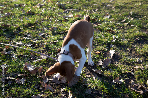 ein zweifarbiger basenji welpe schnüffelt auf im gras in meppen emsland deutschland fotografiert während eines spaziergangs in der natur an einem sonnigen tag