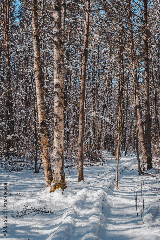 Snow covered winding path hides behind the birch. Early spring landscape. Nature study trail in Paaskula (Pääsküla) bog. Estonia. Baltic. Snow covered winding path hides behind the birch. Early spring landscape. Nature study trail in Paaskula (Pääsküla) bog. Estonia. Baltic.
