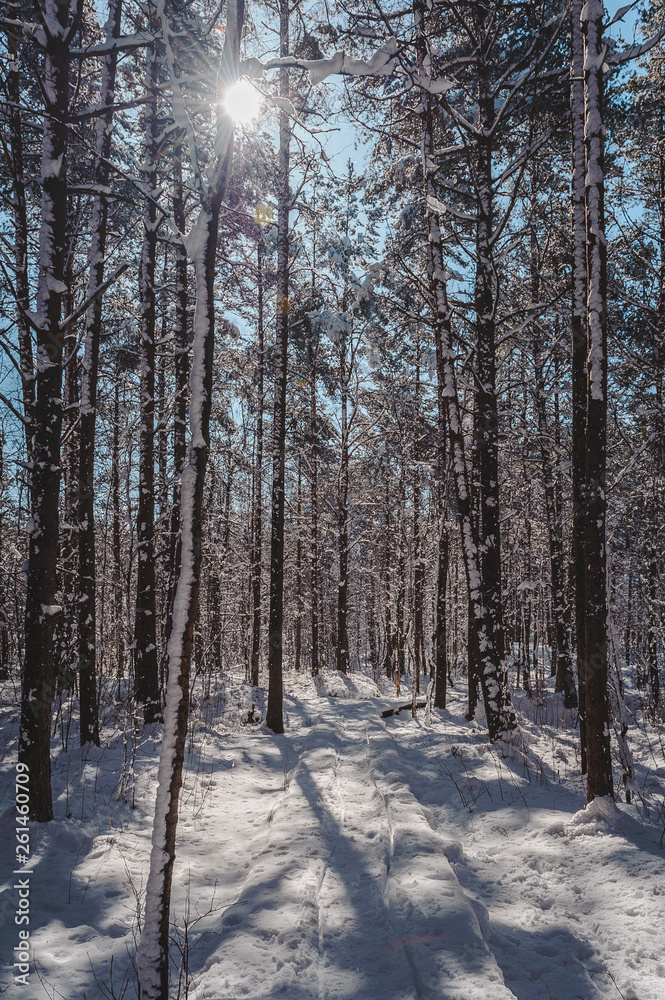 Snow covered boardwalk path through pine forest. Early spring landscape with sunbeams. Nature study trail in Paaskula (Pääsküla) bog. Estonia. Baltic.