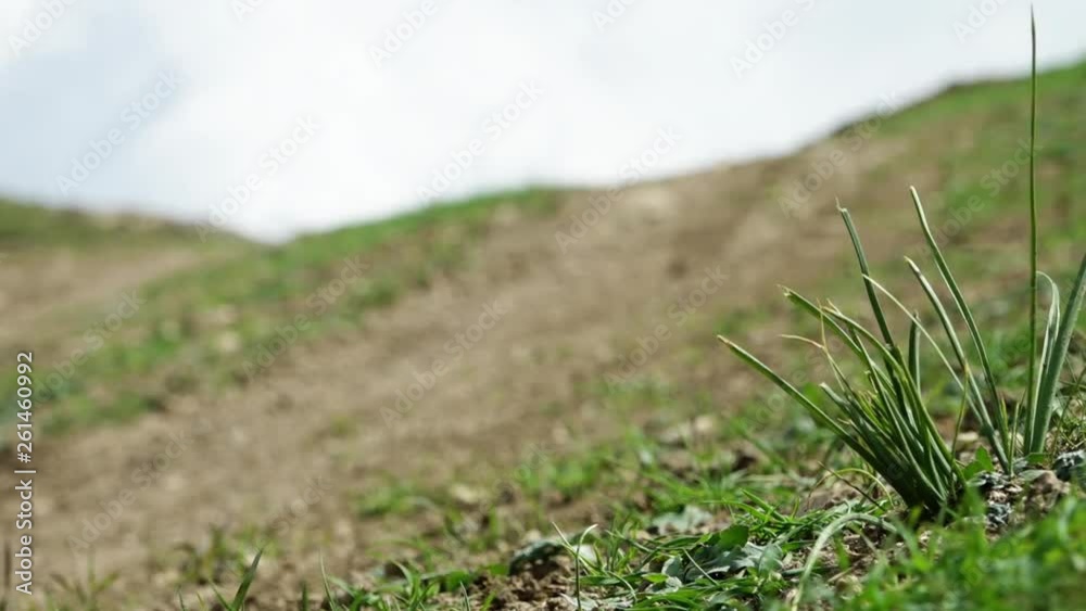 Steady, exterior, close up shot of onion grass sitting on a gravelly hill. Rack focus from hill to grass. Steady, exterior, close up shot of onion grass sitting on a gravelly hill. Rack focus from hill to grass.