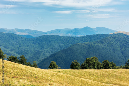 wonderful mountain landscape in late summer. alpine meadow with weathered grass. beech forest at the edge of a hill. sunny afternoon weather with fluffy clouds on the sky