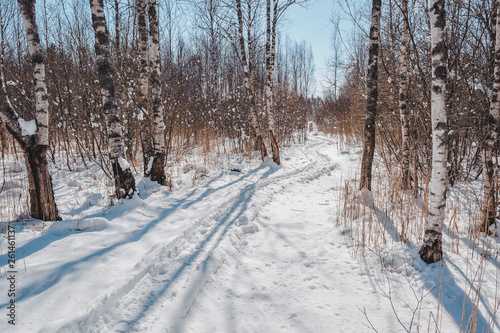 Snow covered winding path hides behind the trees. Early spring landscape. Nature study trail in Paaskula (Pääsküla) bog. Estonia. Baltic.