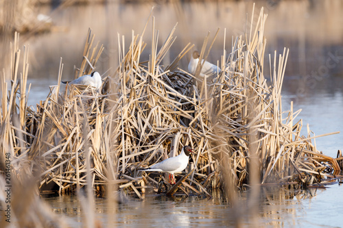 Terns breed in nest made of reed