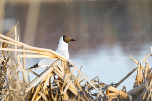 Black headed gull stand and sing on its nest