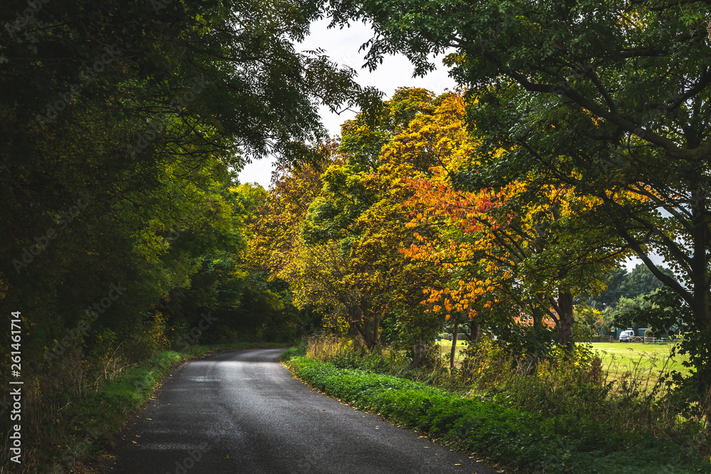 Obraz premium Empty roadway among autumnal trees