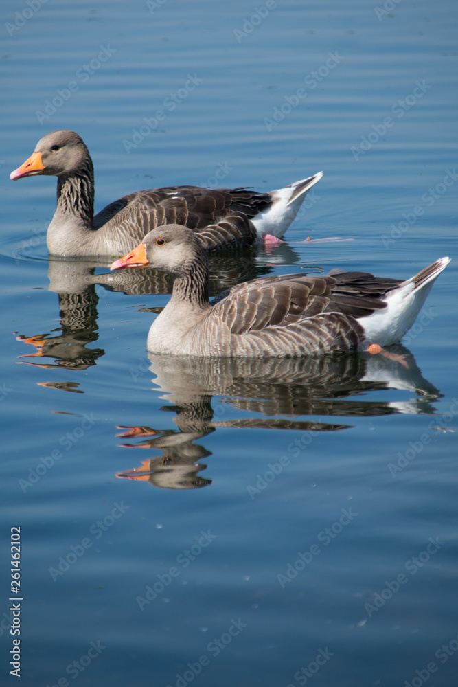 Fototapeta premium Geese in the water