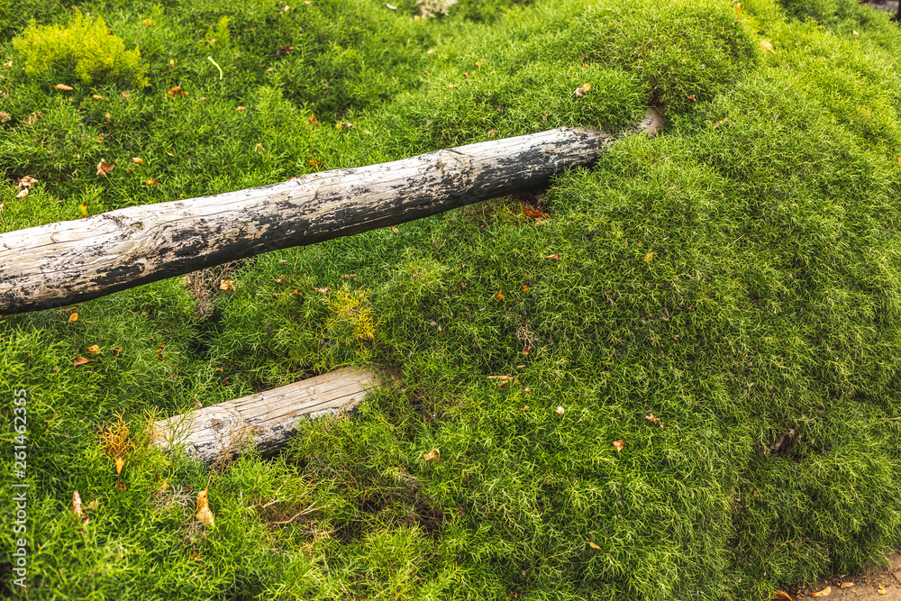Wood logs in ground of mossy hill Wood logs in ground of mossy hill