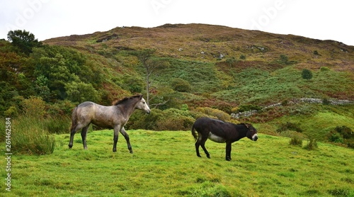 A donkey telling a filly to keep away.