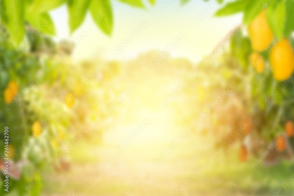 Mango tree with Mango fruit at farm with sunlight for background, Blur