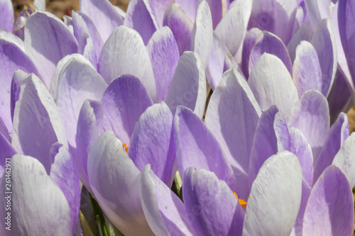 The first spring purple flowers crocuses