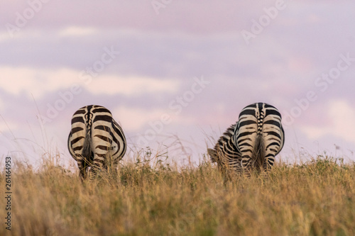 Zebras grazing peacefully at sunrise and beautiful orange sky in the background © PRADEEP RAJA