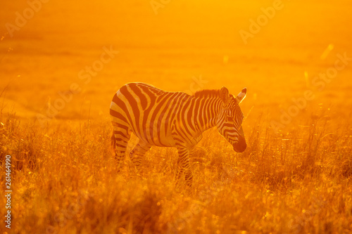 Zebras walking peacefully at golden magical light during sunrise in Mara triangle