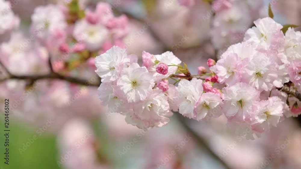 Flowers in spring series: close up view of Blossoms of Cherry flowers in small clusters on a cherry tree branch in breeze with nature blur background, 4K movie, slow motion. Flowers in spring series: close up view of Blossoms of Cherry flowers in small clusters on a cherry tree branch in breeze with nature blur background, 4K movie, slow motion.