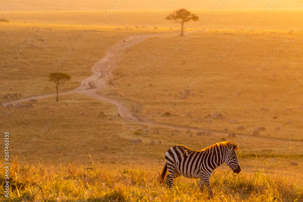 Obraz premium Zebras walking peacefully at golden magical light during sunrise in Mara triangle