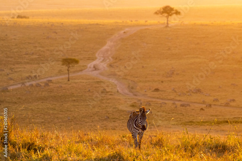 Fototapeta Naklejka Na Ścianę i Meble -  Zebras walking peacefully at golden magical light during sunrise in Mara triangle