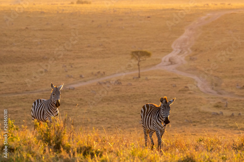 Zebras walking peacefully at golden magical light during sunrise in Mara triangle