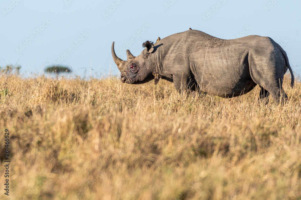 Fototapeta premium Big Rhino feeding grass on a quite morning in Maasai Mara national reserve